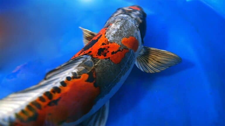 Koi discussion – Ki Kokuryu Koi